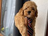Ev Ortamında Büyüyen Toypoodle Bebekler