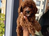 Çok Akıllı ToyPoodle Bebekler