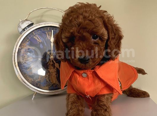 Redbrown Toypoodle  Bebekler görsel
