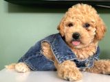 Karamelll.toypoodle ‘ In Bebekleriiii