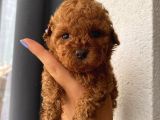 Karamelll.toypoodle ‘ In Bebekleriiii