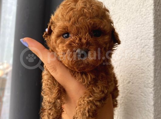 Karamelll.toypoodle ‘ In Bebekleriiii görsel