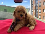 Ev Ortamında Büyüyen Toypoodle Bebekler