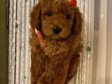 Karamelll Toypoodle ‘In Bebekleri