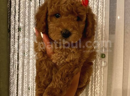 Karamelll Toypoodle ‘In Bebekleri görsel