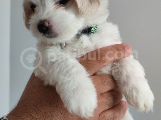 Maltese Terrier Yavrular görsel