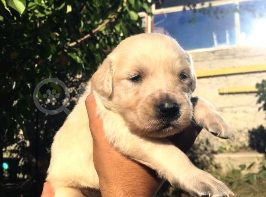 A Kalite Baby Face Golden Yavrular Için Acele görsel