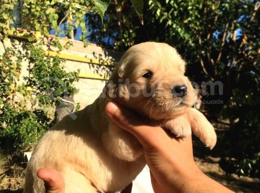 A Kalite Baby Face Golden Yavrular Için Acele görsel
