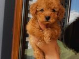 Oyuncu Apri̇cot Toy Poodle Yavrular