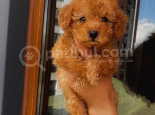 Oyuncu Apri̇cot Toy Poodle Yavrular