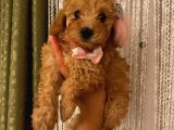 Oyuncu Apri̇cot Toy Poodle Yavrular