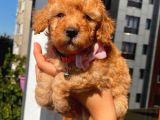 Oyuncu Apri̇cot Toy Poodle Yavrular