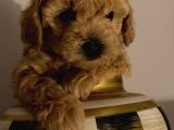 Sevi̇mli̇ Safkan Red Brown Toy Poodle Yavrular