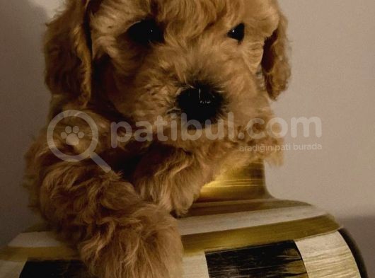 Sevi̇mli̇ Safkan Red Brown Toy Poodle Yavrular görsel