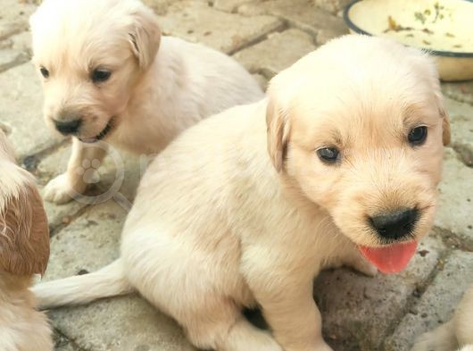 A Kalite Baby Face Golden Yavrular Için Acele görsel