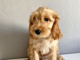 Cockapoo Özel Irk Toy Poodle Üreti̇mi̇