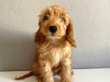 Cockapoo Özel Irk Toy Poodle Üreti̇mi̇