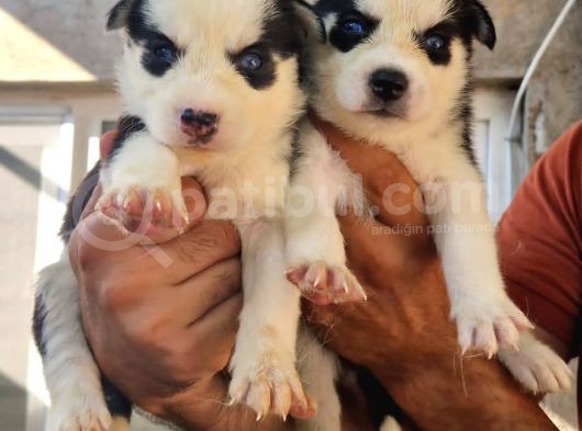 Husky Yavrular görsel