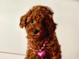 Orjinal Toy Poodle