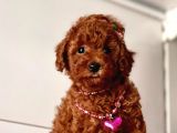 Orjinal Toy Poodle
