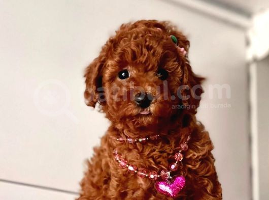 Orjinal Toy Poodle