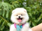 Kusursuz Karbeyaz Pomeranian Boo