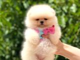 Ayicik Pomerani̇an Boo Kizimiz