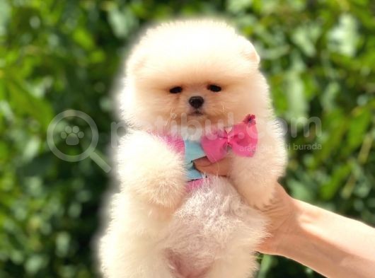 Ayicik Pomerani̇an Boo Kizimiz