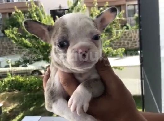 French Bulldog Özel Renk Bebekler görsel