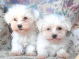 Bursa Köpek Okulundan Maltese Yavrular