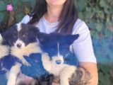 Bursa Köpek Okulundan Border Collie Yavrular