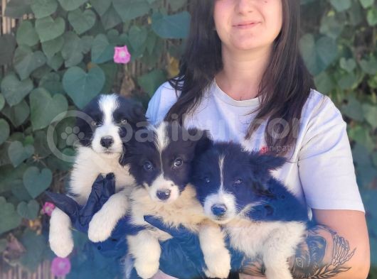 Bursa Köpek Okulundan Border Collie Yavrular görsel
