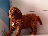 Orjinal Toy Poodle