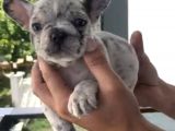 French Bulldog Özel Renk Bebekler