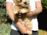 Di̇zayn Irk Malti̇poo Bebekler