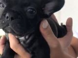 French Bulldog Özel Renk Bebekler