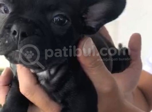 French Bulldog Özel Renk Bebekler görsel