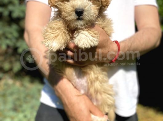 Di̇zayn Irk Malti̇poo Bebekler görsel