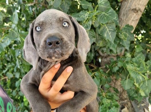 Blue Cane Corsa Yavrular görsel
