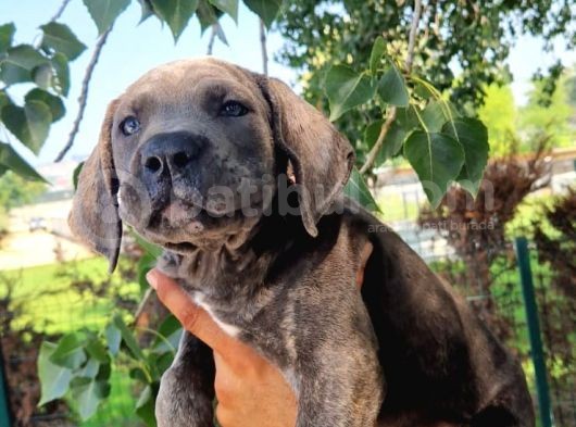 Blue Cane Corsa Yavrular görsel
