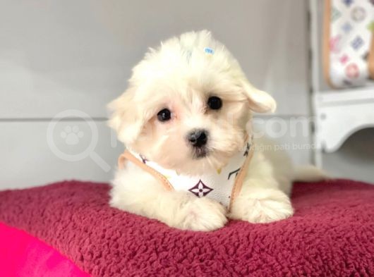 Tüy Dökmeyen Maltese Mini Yavrular görsel