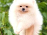 Ayicik Pomerani̇an Boo