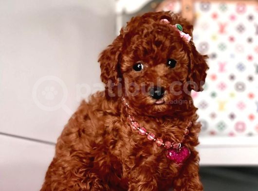 Orjinal Toy Poodle görsel