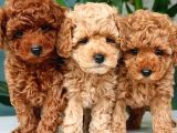 Anti̇ Alerji̇k Garanti̇li̇ Safkan Toy Poodle Yavrular
