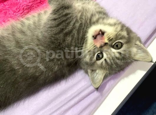 Gri British Shorthair Erkek görsel