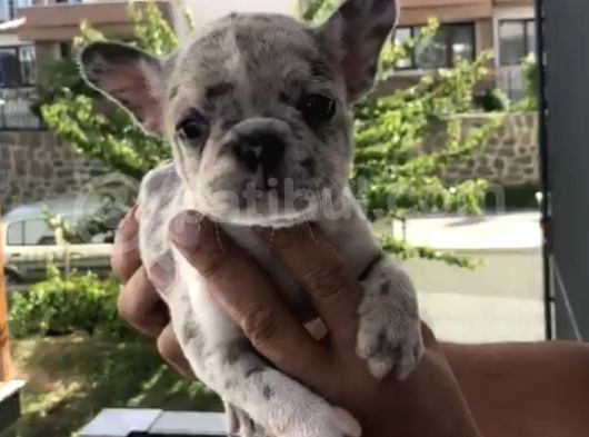 French Bulldog Özel Renk Bebekler görsel