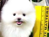 Ayı Surat Pomeranian Boo Yavrularımız