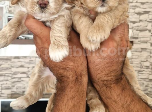 Maltipoo Yavrular görsel