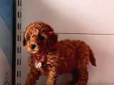 Orjinal Toy Poodle
