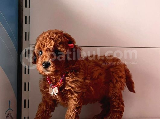 Orjinal Toy Poodle görsel